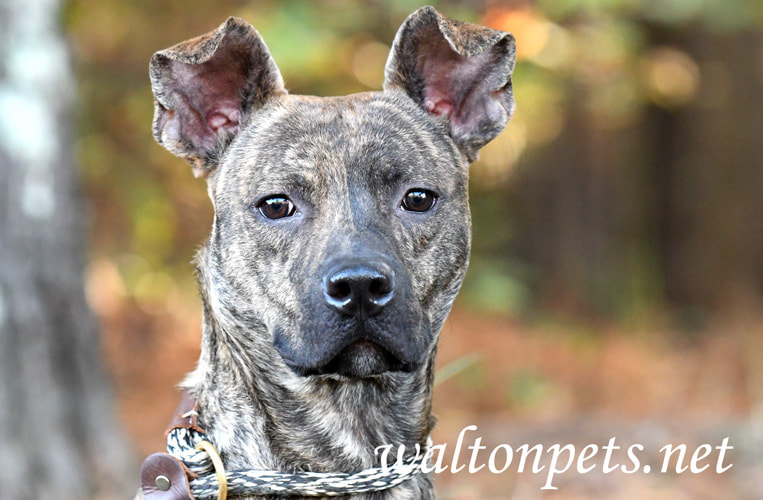 Brindle Whippet Shepherd mix breed puppy dog Picture