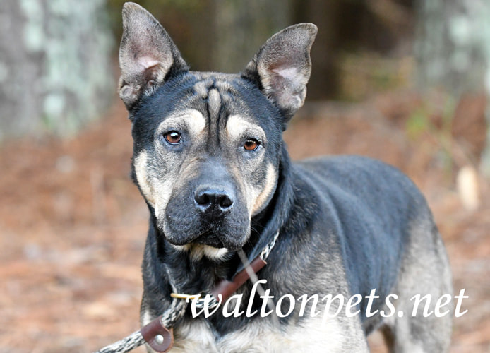 Shepherd Sharpei Mixed Breed Dog Picture