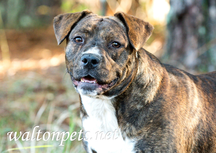 Plump brindle Bulldog Picture