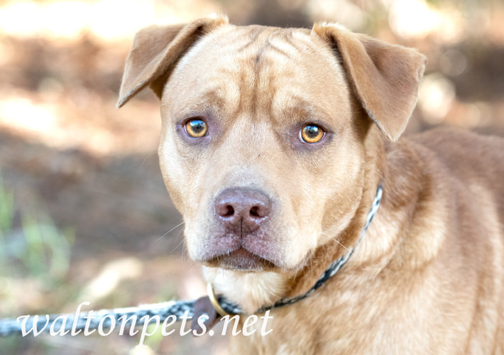 Retreiver mix puppy dog on a leash Picture