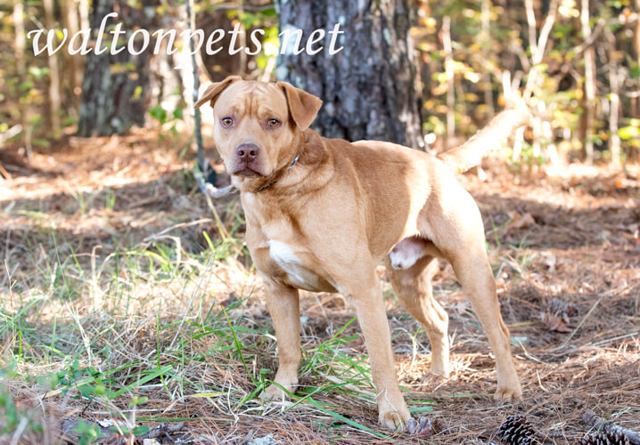 Retreiver mix puppy dog on a leash Picture