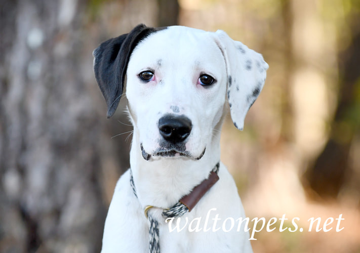 Cute Dalmatian mix puppy dog sitting down outside Picture