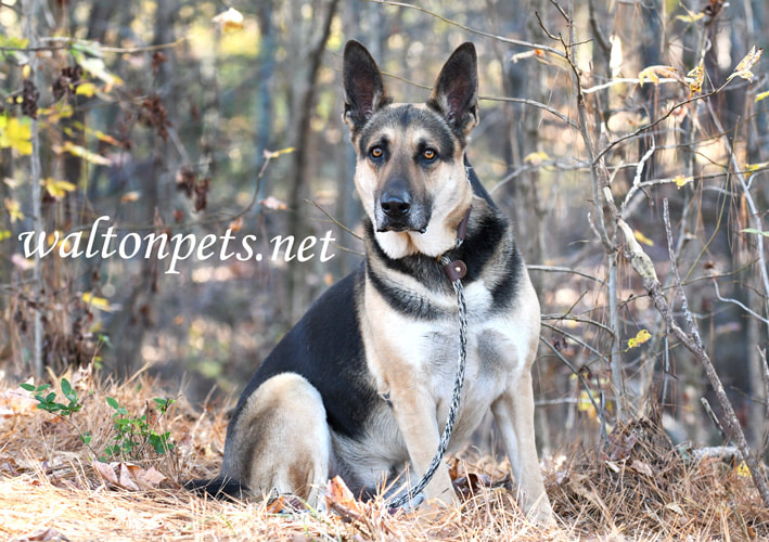 Male German Shepherd Dog outside on leash Picture