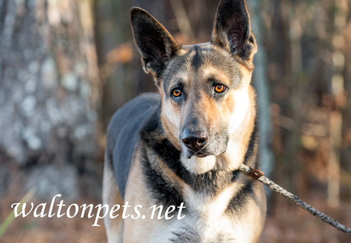 Male German Shepherd Canine Dog outside on leash Picture