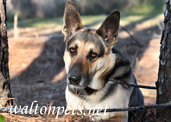 Male German Shepherd K9 Police Dog outside on leash Picture