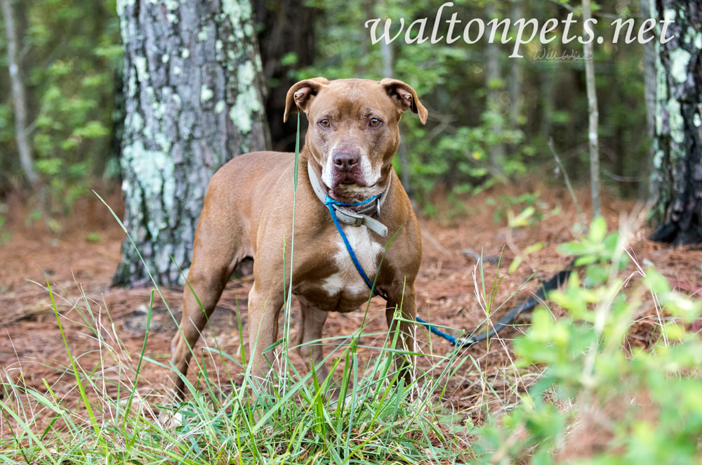Chocolate Labrador mix breed dog outside on leash Picture