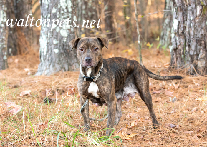 Mother Pitbull Terrier Dog wagging tail Picture