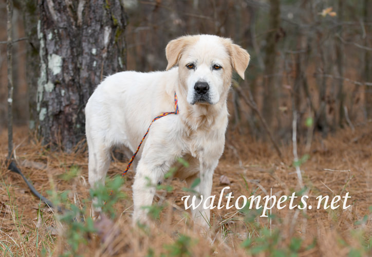 Older female Great Pyrenees mix breed dog outside on leash Picture