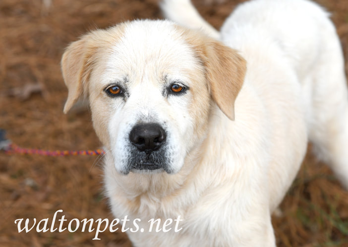 Older female Great Pyrenees mix breed dog outside on leash Picture
