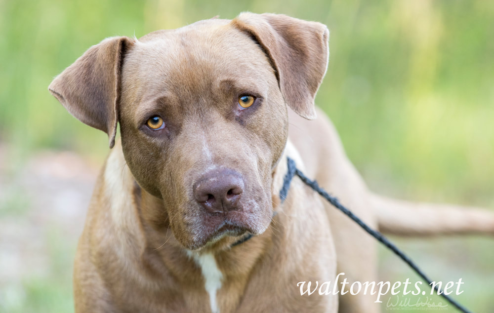 Chocolate Lab Picture