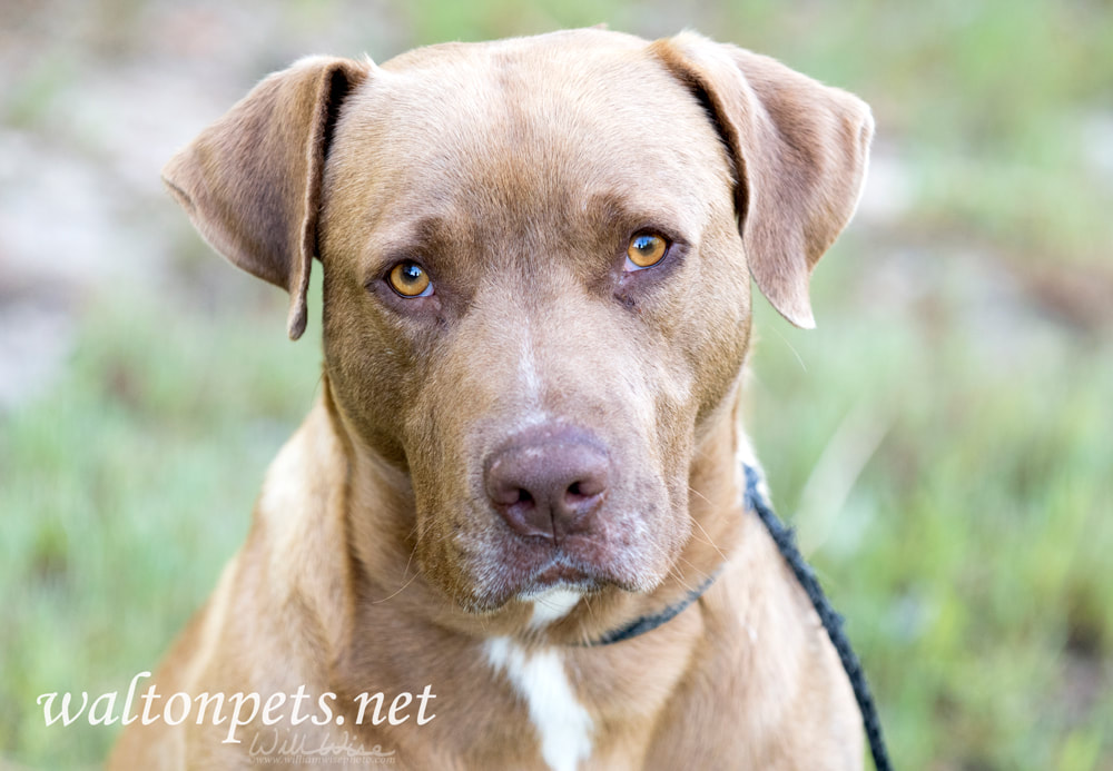 Chocolate Labrador mix breed dog Picture