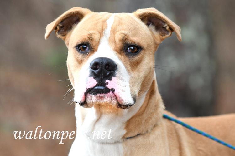 Young male Boxer and Bulldog mix breed dog portrait Picture