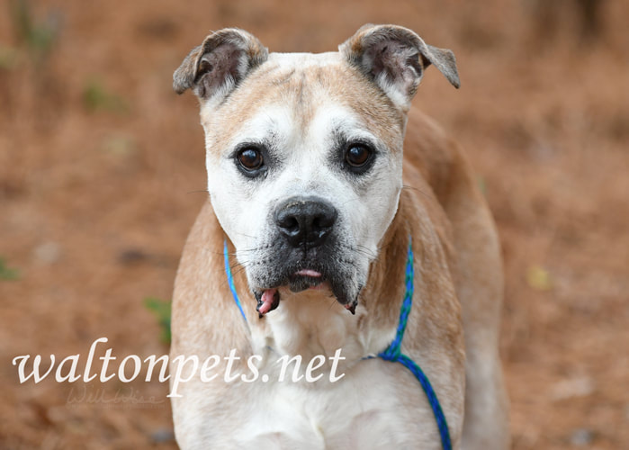 Senior Boxer American Bulldog mix breed dog outside on leash Picture