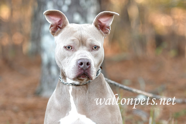 Female tan American Pitbull Terrier dog with big ears outside on leash Picture