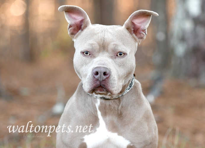 Female tan American Pitbull Terrier dog with big ears outside on leash Picture