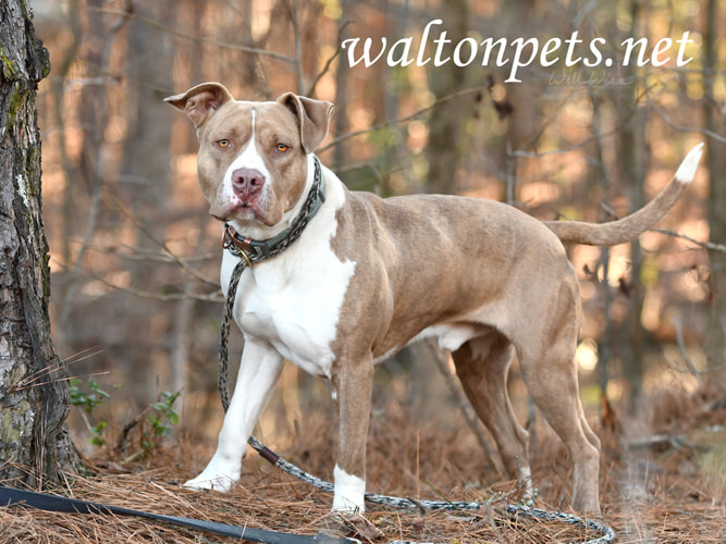 Tan and White American Bulldog Pitbull dog outside on leash Picture