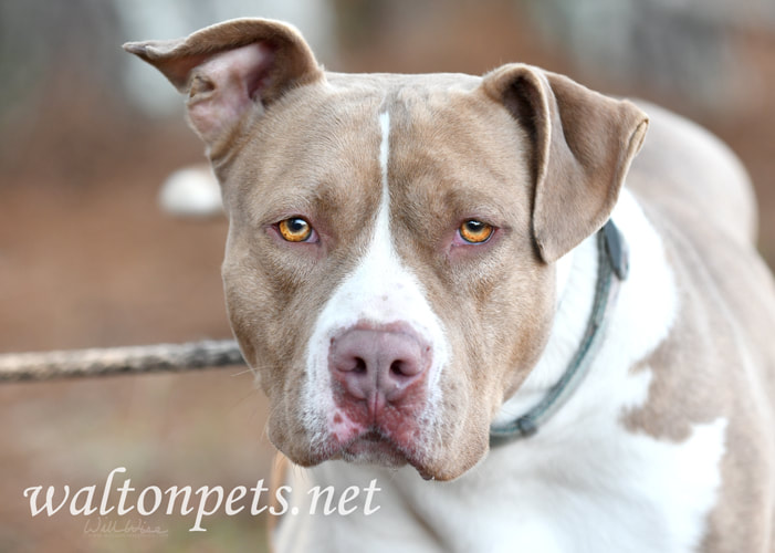 Tan and White American Bulldog Pitbull dog outside on leash Picture