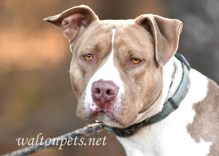 Tan and White American Bulldog Pitbull dog outside on leash Picture