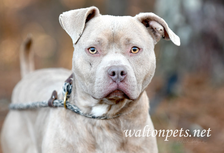 Male tan rednose American Pitbull Terrier dog outside on leash Picture