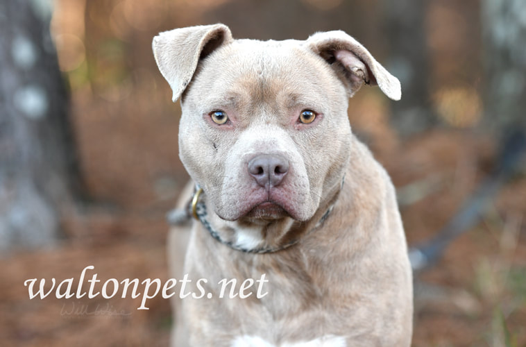 Male tan rednose American Pitbull Terrier dog outside on leash Picture