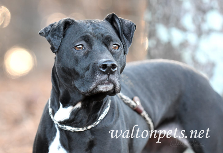 Senior spayed female Pointer mix breed dog outside on leash Picture