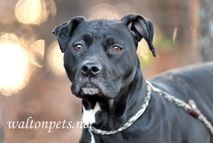 Senior spayed female Pointer mix breed dog outside on leash Picture