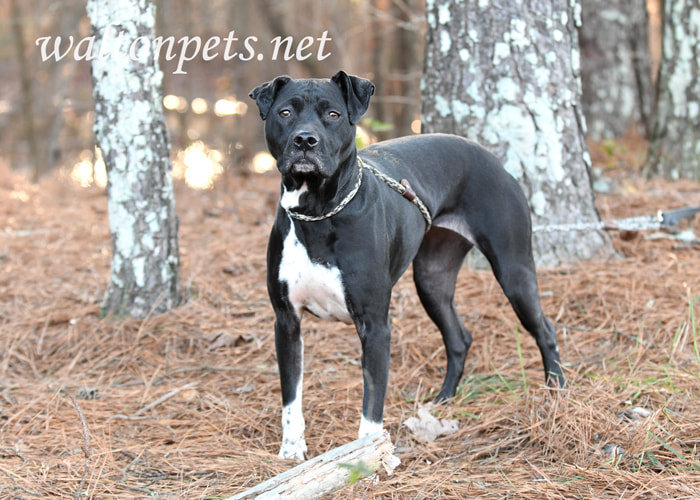 Senior spayed female Pointer mix breed dog outside on leash Picture