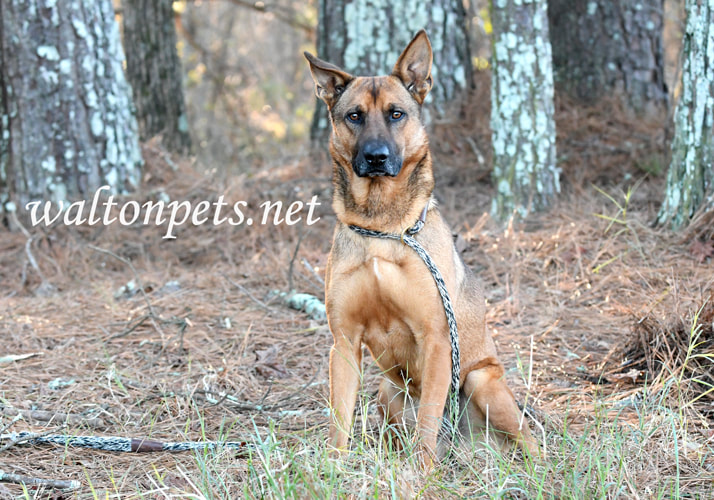 German Shepherd mix breed dog adoption Picture