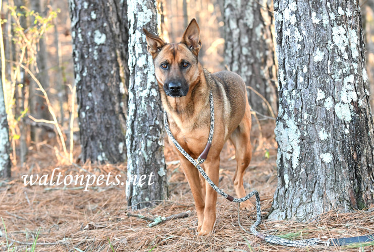 German Shepherd mix breed dog adoption photo Picture