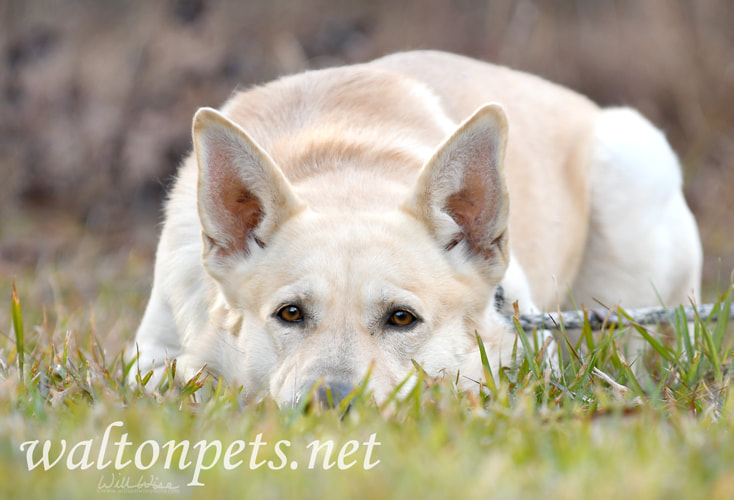 German Shepherd and Golden Retriever mix breed dog with collar adoption photo Picture