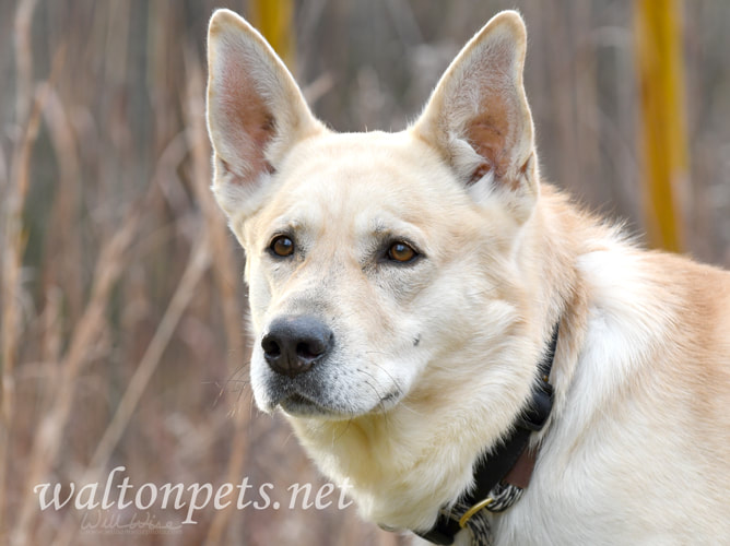 German Shepherd and Golden Retriever mix breed dog with collar adoption photo Picture