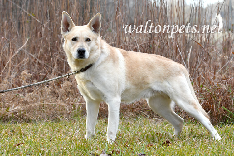 German Shepherd and Golden Retriever mix breed dog with collar adoption photo Picture