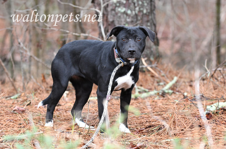 Black Lab Border Collie mix puppy dog outside on leash Picture