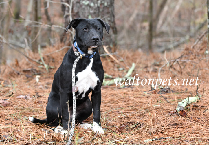 Black Lab Border Collie mix puppy dog outside on leash Picture