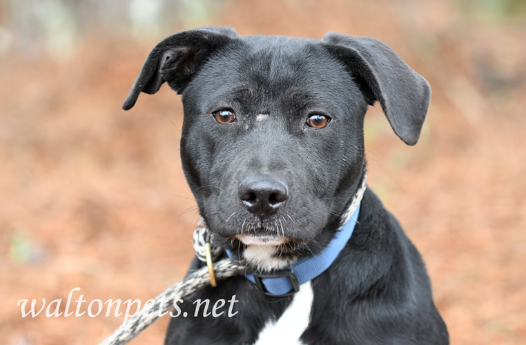 Black Lab Border Collie mix puppy dog outside on leash Picture