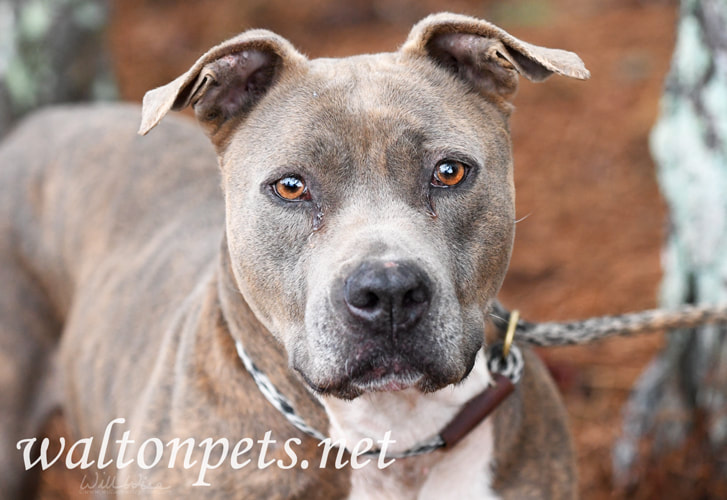 Blue brindle American Pitbull Terrier dog outside on leash Picture