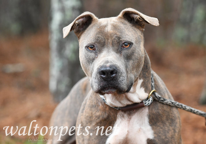 Blue brindle American Pitbull Terrier dog outside on leash Picture