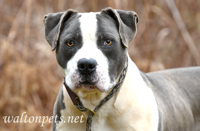 Blue and White American Pitbull Terrier bulldog dog outside on leash Picture