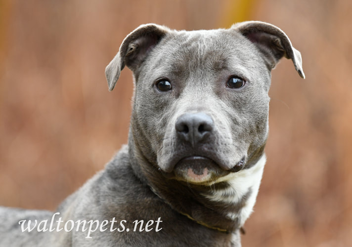 Young male blue and white pitbull silver lab puppy dog outside on leash pet adoption photography Picture