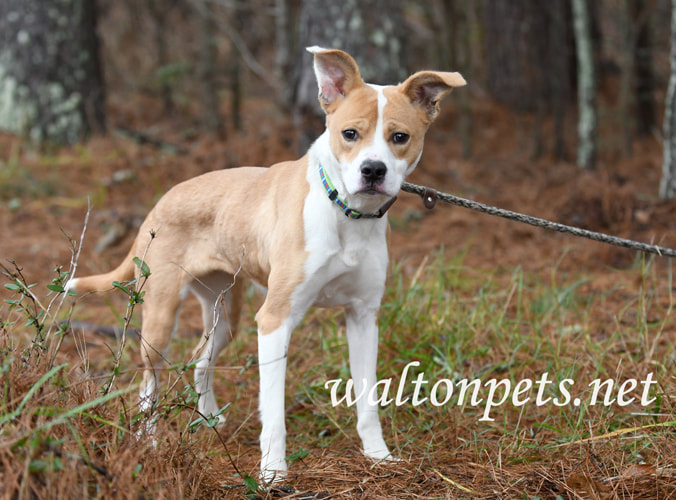 Collie Cattledog Basenji mix mutt puppy dog outside on leash Picture