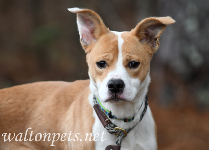 Collie Cattledog Basenji mix mutt puppy dog outside on leash Picture