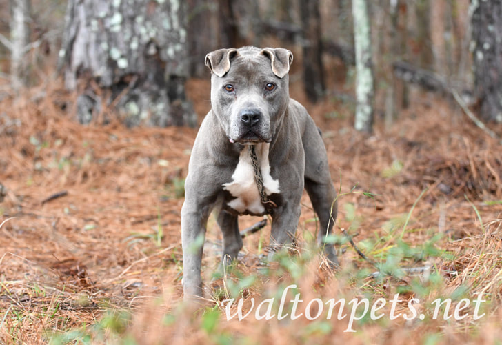 Older blue American Pitbull Terrier dog outside on leash Picture