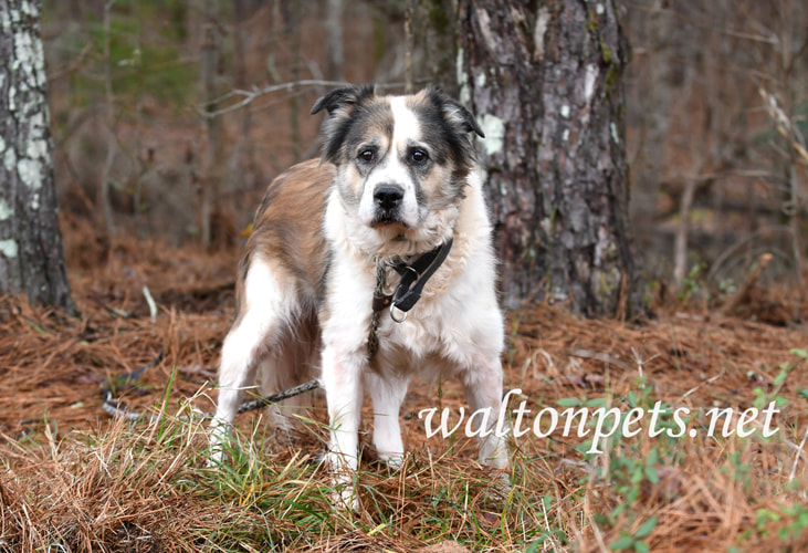 Older senior Saint Bernard Anatolian Shepherd mix dog outside on leash Picture