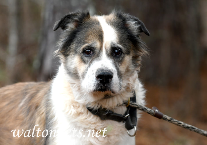 Older senior Saint Bernard Anatolian Shepherd mix dog outside on leash Picture