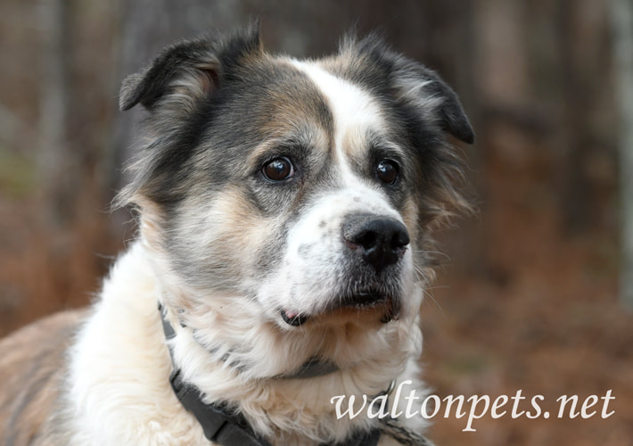 Older senior Saint Bernard Anatolian Shepherd mix dog outside on leash Picture