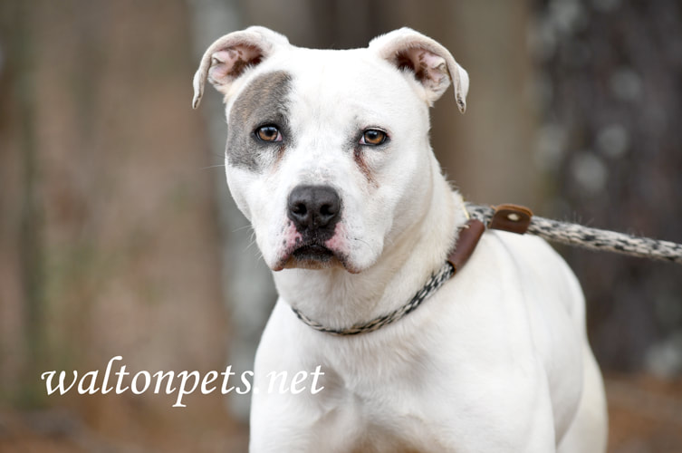 White female Pitbull Terrier dog outside on leash Picture