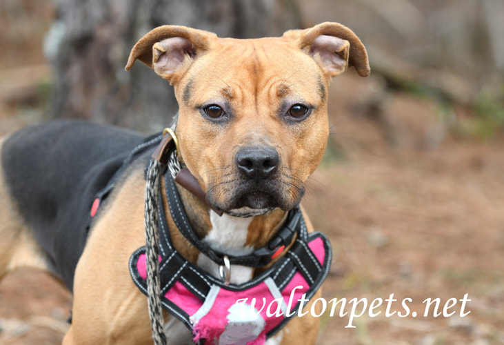 Black and tan female pitbull terrier dog with pink harness and leash Picture