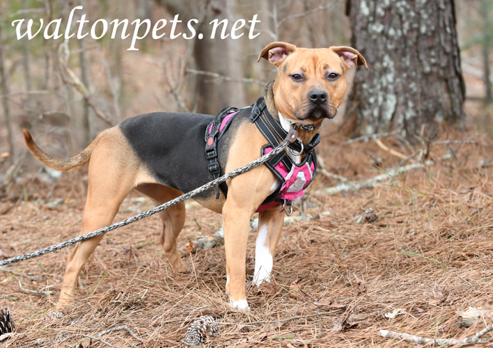 Black and tan female pitbull terrier dog with pink harness and leash Picture