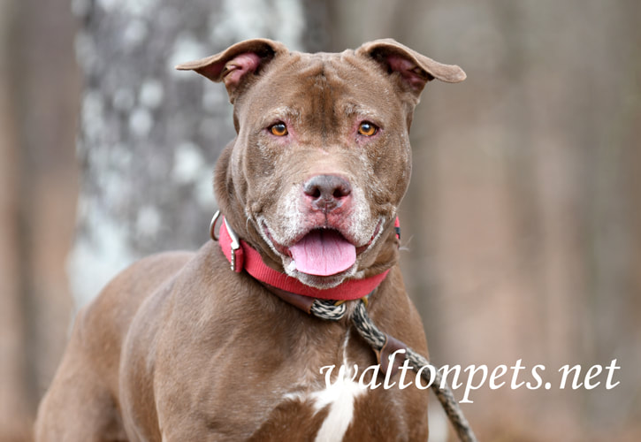 Happy senior Chocolate Labrador and Pitbull Terrier mix dog with gray muzzle Picture