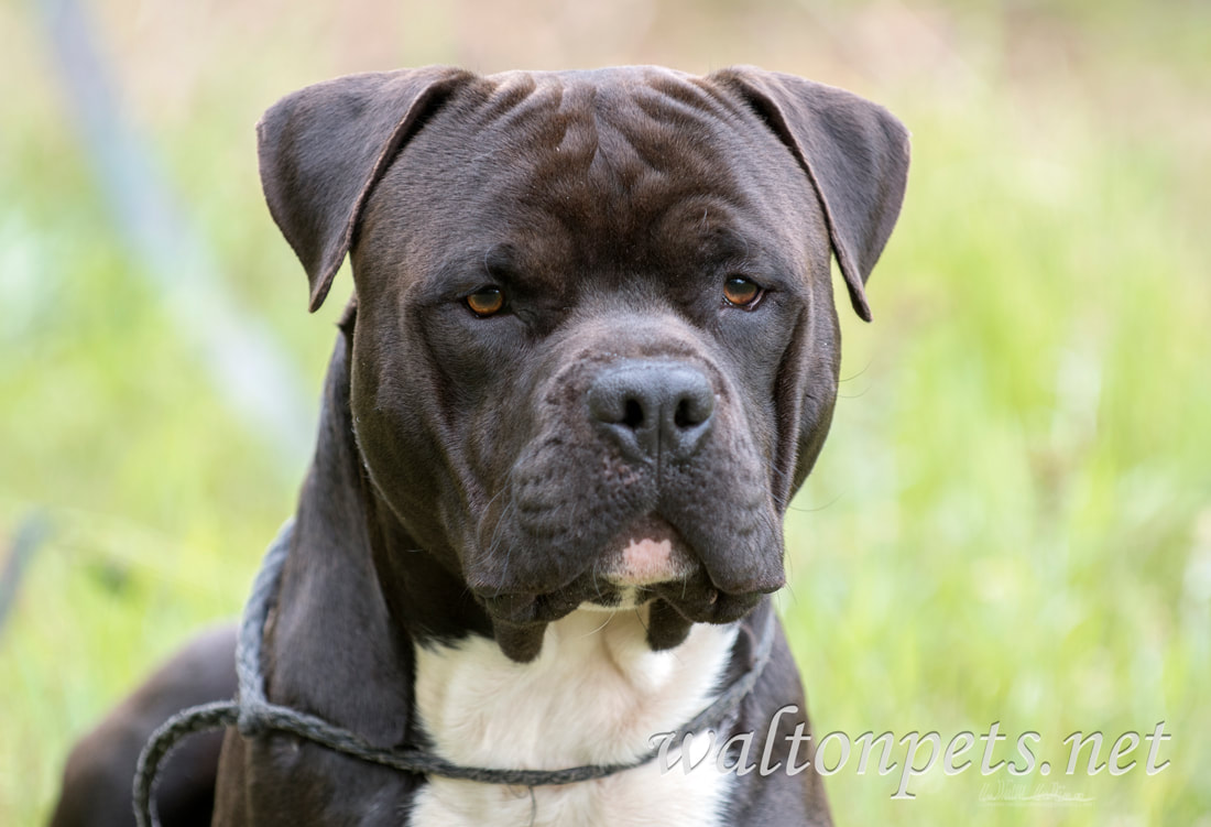 Large Black Cane Corso and Pitbull Terrier mix dog Picture